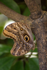 EulenAuge - Caligo eurilochus