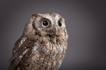 Little Owl (Athene noctua) brown /grey 