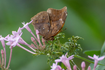 Schmetterling - Blüte