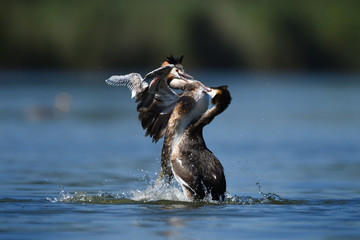 Great crested grebes fighting