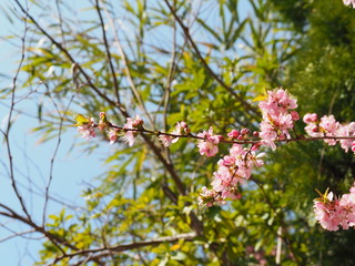 初春の山に咲く山桜の可憐な花