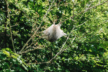 Prozessionsspinner Nest im Baum mit vielen Raupen