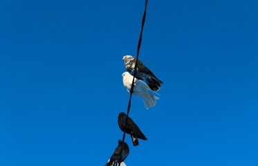 Pigeons on electrical wires against blue sky background
