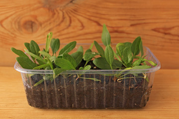 Young shoots of Spinach on the sill of the apartment. Cultivation and watering on a windowsill.