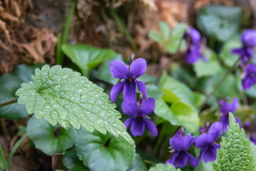 Violet Flower in Bloom in Winter