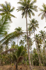 Palme, Kokosnuss, Ernte