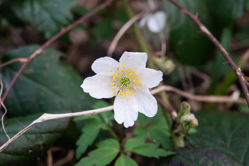 Wood Anemone Flower in Bloom in Winter