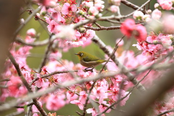 桜の花の中で佇むメジロ（西川花公園）