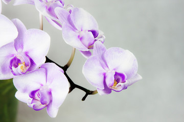 Beautiful flower Orchid Phalaenopsis