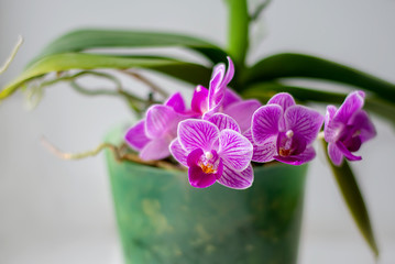 orchid. flower for gift, home plant. purple flower for girl