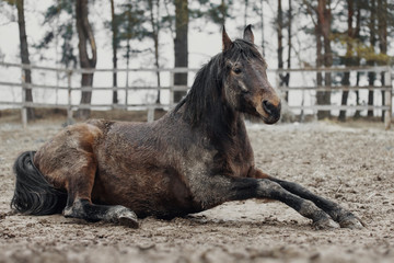 Obraz na płótnie Canvas Horse lying in the dirt