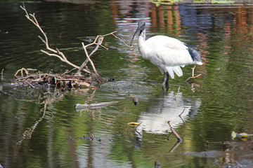 Ibis (Australia)