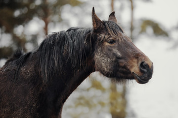 Portrait of dirty bay horse