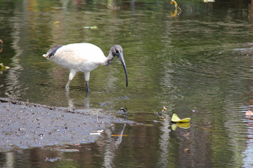 Ibis (Australia)
