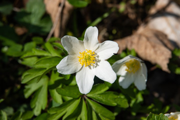 Wood Anemone Flower in Bloom in Springtime