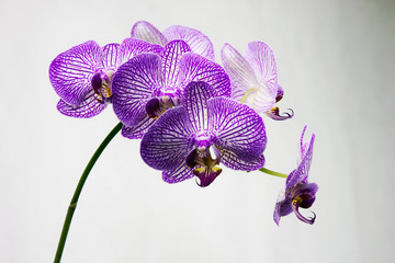 Beautiful flower Orchid Phalaenopsis 