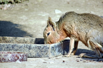 Exotic Rabbit Dolichotis Patagonum Portrait Eaiting Head Closeup Colorful