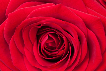 Red rose petals. Close up