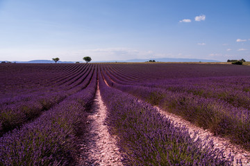 Plakat lavender field france