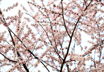 Peach blossom in the garden