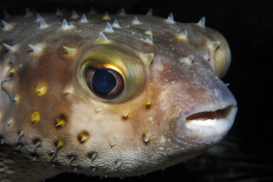 Cyclichthys spilostylus EG-53....