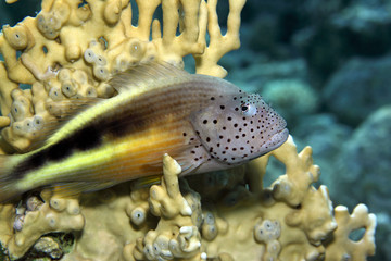 Paracirrhites forsteri EG-41....