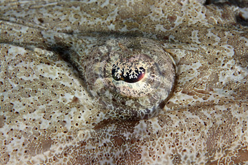 Papilloculiceps longiceps EG-59