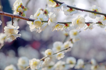 梅の花