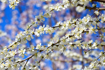 Peach blossom in the garden
