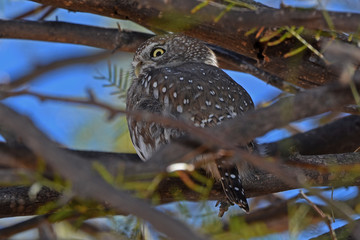 Obraz premium Perlkauz (Glaucidium perlatum) im Kgalagadi-Transfrontier-Nationalpark in Südafrika
