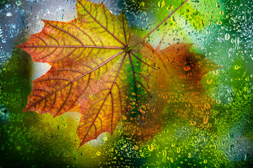 autumn leaf on a dewy background