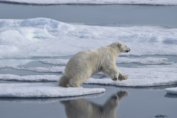 polar bear in the water - 257655502