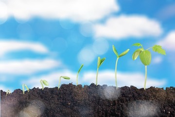 Growth of new life on  background