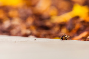 Dying bee fighting off black ants.