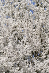 Weisse Kirschblüten auf  Baumzweigen