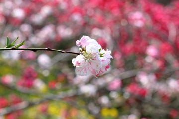 花桃 春を感じる花
