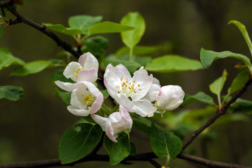 Obraz premium Spring. Flowers. Flowers of fruit trees.