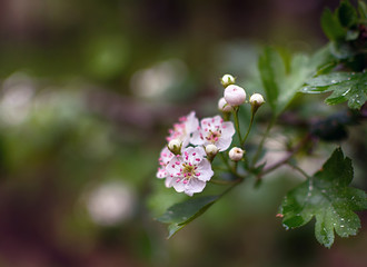 Spring. Flowers. Flowers of fruit trees.