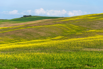 Beautiful farmland rural landscape, colorful spring flowers in Tuscany, Italy.