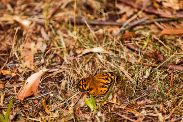 Butterfly blending into Australian forest floor.