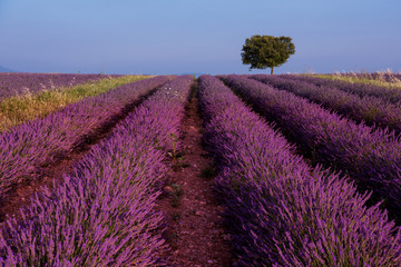Plakat lonely tree at lavender field
