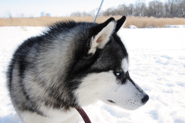 Husky dog in the Russian snowy landscape on a sunny day