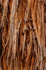 Stringy bark tree texture.