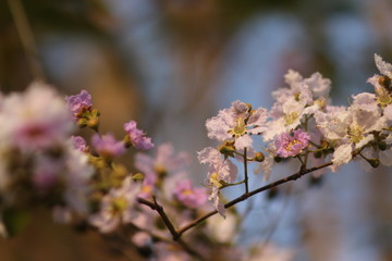 cherry blossom