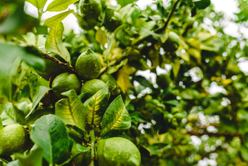 Green lemons hanging from the lemon tree on a rainy day.