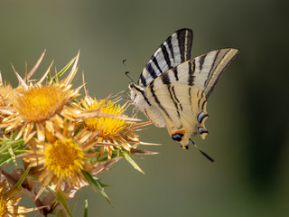 Scarce swallowtail - Iphiclides podalirius on thistle, Lefkada, Greece