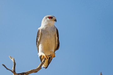 Black-shouldered Kite on a branch in the desert of the Kgalagadi Transfrontier Park in South Africa