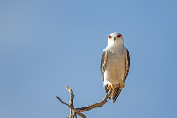 Black-shouldered Kite on a branch in the desert of the Kgalagadi Transfrontier Park in South Africa