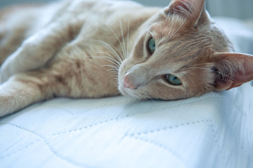 Oriental cat playing on the bed