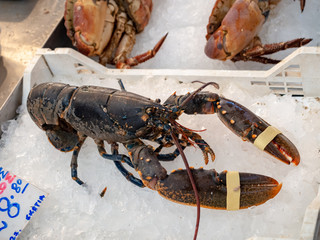 Lobster on a fish market in Athens, Greece